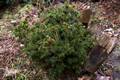 Picea abies Sycow I IMG_9104 Świerk pospolity